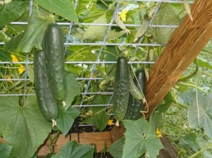 Grew my cucumbers on a trellis last year, and it was so successful I can't to do it again this year.