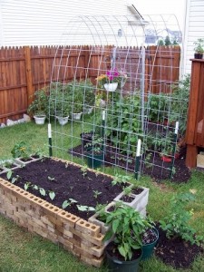 I pulled this pic from Pinterest - but it shows you can get really creative to create amazing garden features with your veggies.