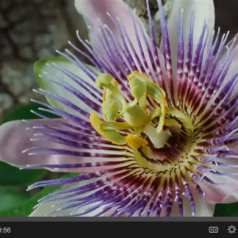 WATCH: A Moment of Gratitude ~ Guided Visual Meditation
