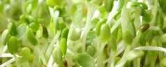 Sprouting Class! – March 27th
